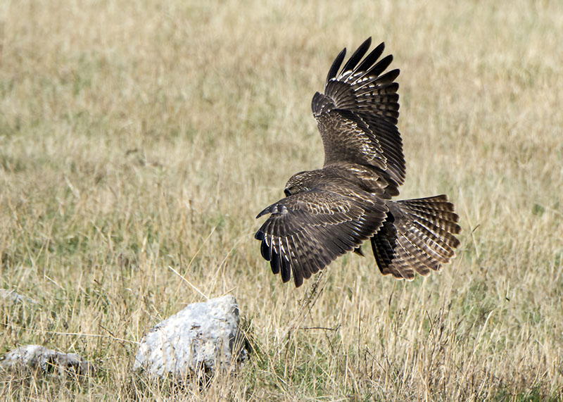 Poiana - Buteo buteo